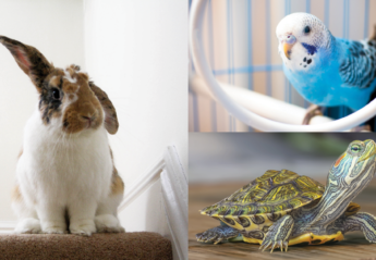 A rabbit, bird, and turtle collage