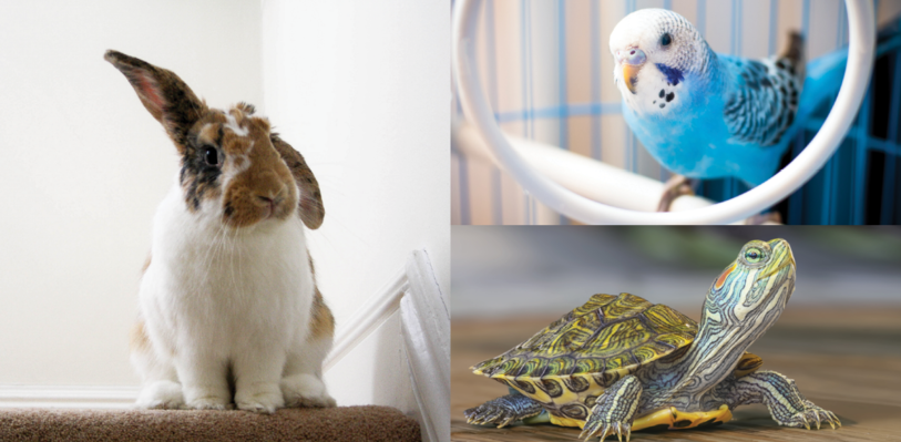 A rabbit, bird, and turtle collage