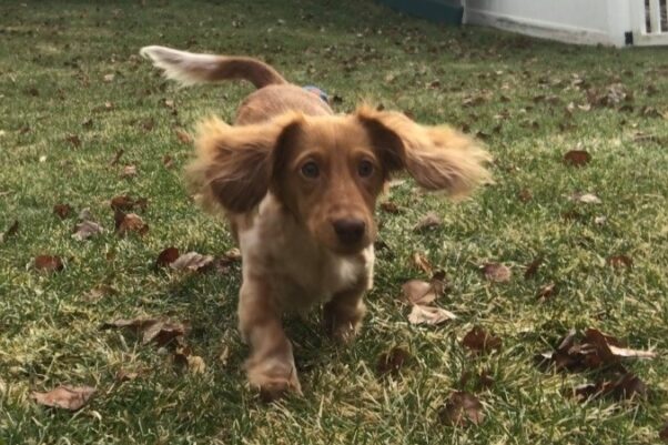 A dachshund runs across a lawn
