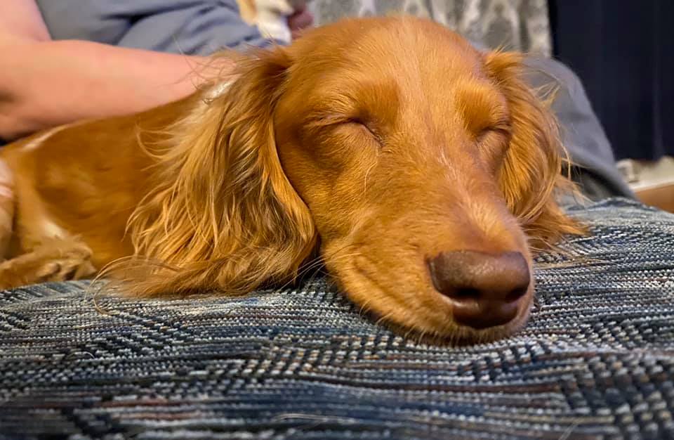 A dachshund sleeping
