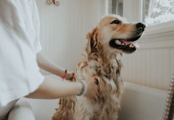 A woman bathes a golden retriever in a bath tub