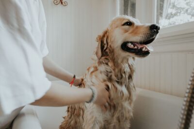 A woman bathes a golden retriever in a bath tub