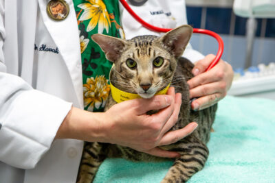 A cat sits on an exam table