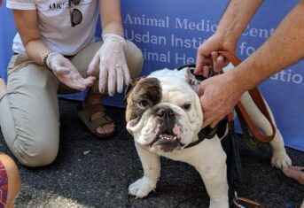 A bulldog at a summer event