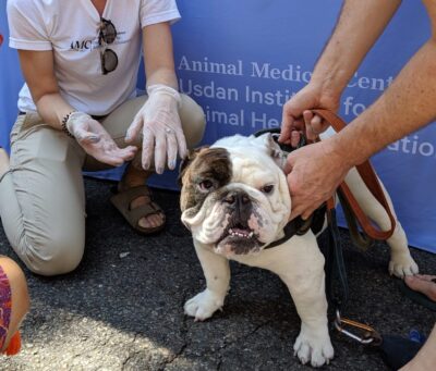 A bulldog at a summer event