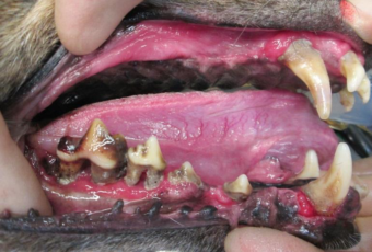 Advanced periodontal disease in a dog