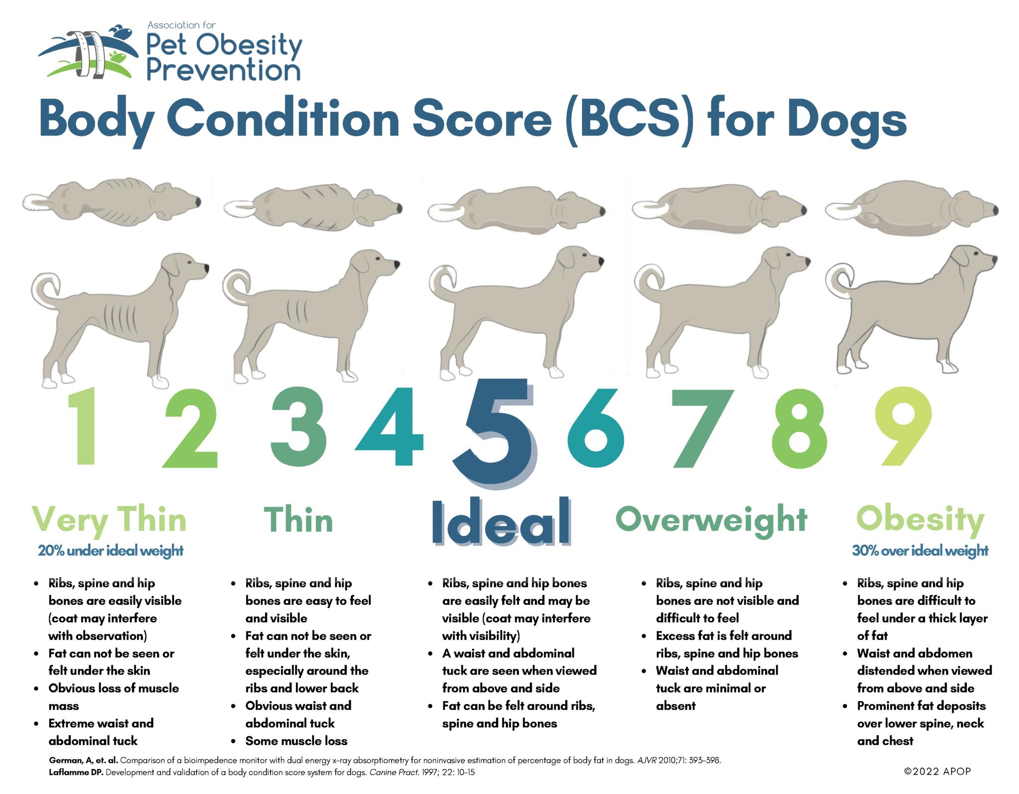 Body Condition Score (BCS) for Dogs Source: Association for Pet Obesity Prevention. VERY THIN (20% under ideal weight) Ribs, spine and hip bones are easily visible (coat may interfere with observation). Fat can not be seen or felt under the skin. Obvious loss of muscle mass. Extreme waist and abdominal tuck. THIN Ribs, spine and hip bones are easy to feel and visible. Fat cannot be seen or felt under the skin, especially around the ribs and lower back. Obvious waist and abdominal tuck. Some muscle loss. IDEAL Ribs, spine and hip bones are easily felt and may be visible (coat may interfere with visibility). A waist and abdominal tuck are seen when viewed from above and side. Fat can be felt around ribs, spine and hip bones. OVERWEIGHT Ribs, spine and hip bones are not visible and difficult to feel Excess fat is felt around ribs, spine and hip bones. Waist and abdominal tuck are minimal or absent. OBESITY (30% over ideal weight) Ribs, spine and hip bones are difficult to feel under a thick layer of fat Waist and abdomen distended when viewed from above and side Prominent fat deposits over lower spine, neck and chest.