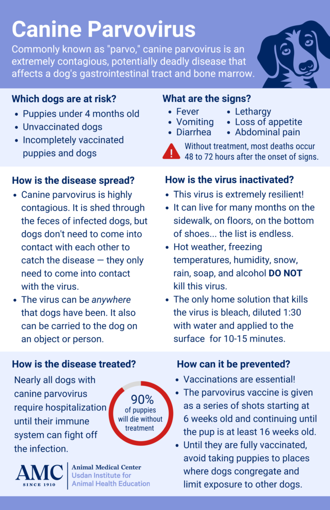 Canine Parvovirus information sheet