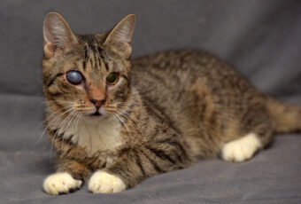 Cat with a cataract in one eye (Cloudiness).