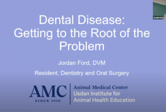 Dental Disease presentation cover