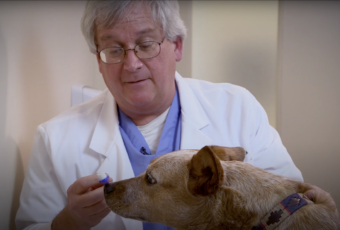 A veterinary dentist examines a dog