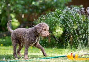 brown dog playing in sprinkler