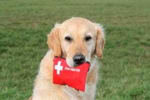 Dog with first aid kit