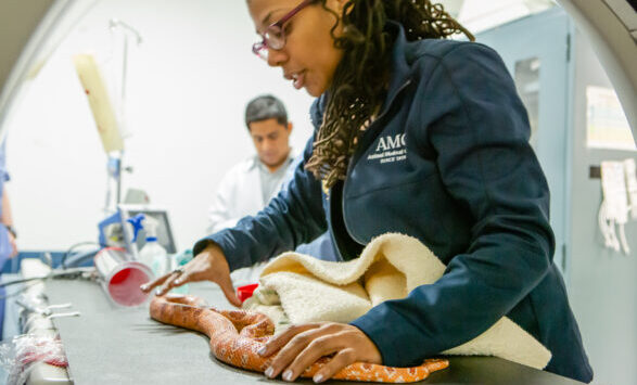 Dr. LaToya Latney handles a snake at the Animal Medical Center of New York City