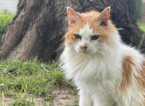 A cat outdoors