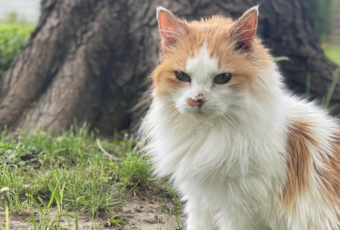 A cat outdoors