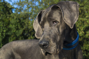 A Great Dane