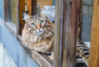 A cat perched on the sill of an open window. High Rise Syndrome