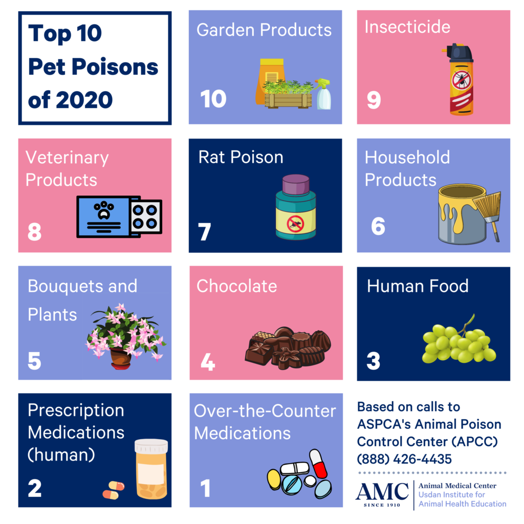 Prevent Poisoning in Pets Poisoning in Pets The Animal Medical Center