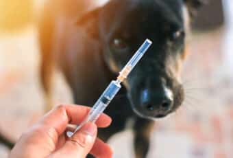Rabies vaccine with dog in the background