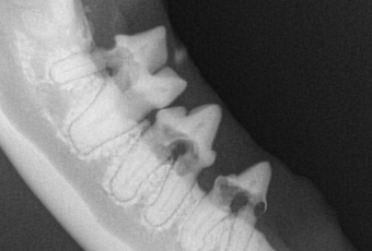 X-rays of cats teeth