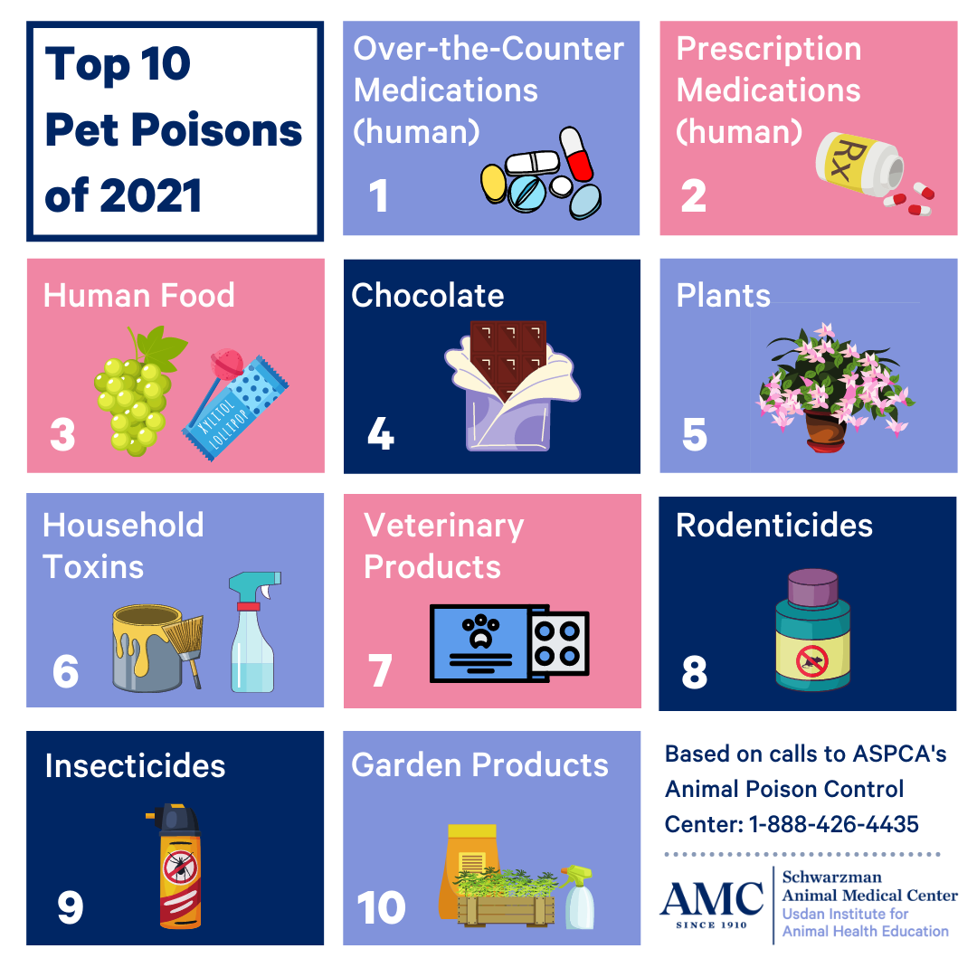 Top 10 Pet Poisons of 2021