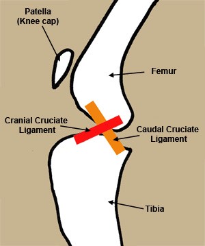 Illustration showing where the CCL tear occurs.