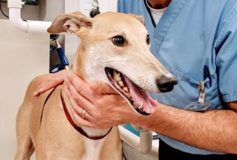 A dog with mouth open at the dentist