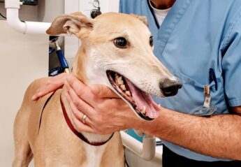 A dog with mouth open at the dentist