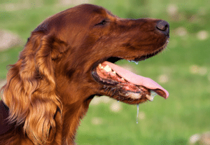 Irish setter dog panting and drooling