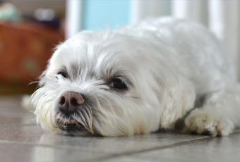 lethargic white dog