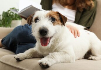 A dog on the couch with his owner