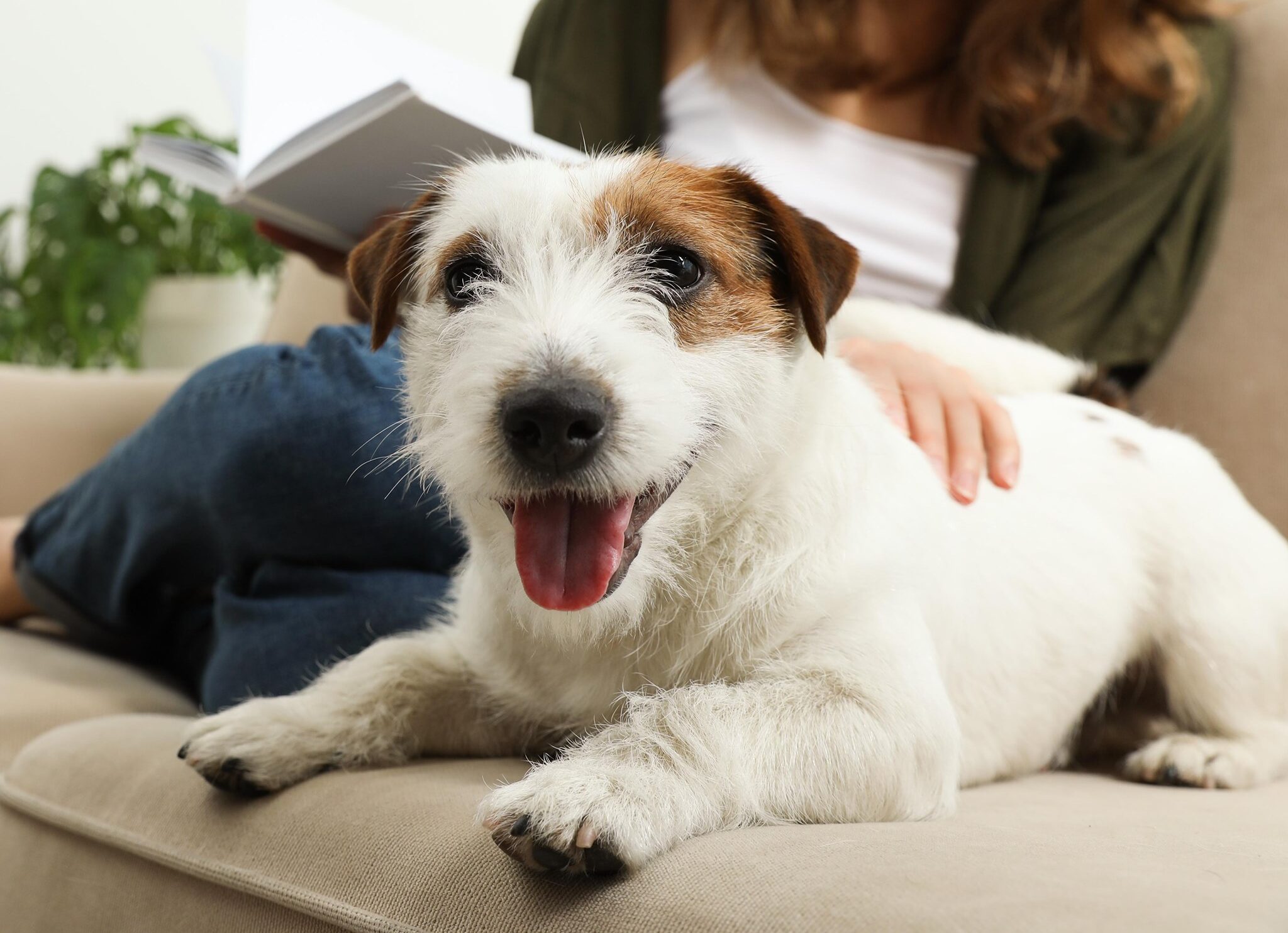 Pet Insurance: Because Your Furball Deserves a Safety Net