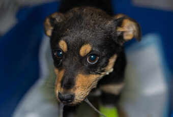 A puppy with parvovirosis