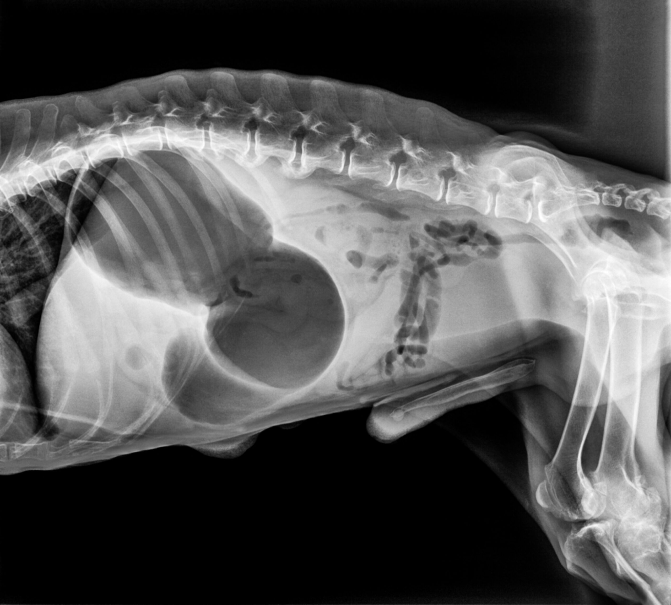 Селезенка у котов. Рентген брюшной полости собаки в норме. Заворот желудка у собаки рентген. Рентген брюшной полости собаки. Заворот селезенки у собаки на рентгене.