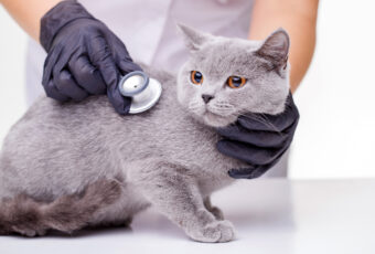 A veterinarian listening to cat's heartbeat with a stethoscope.