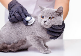 A veterinarian listening to cat's heartbeat with a stethoscope.