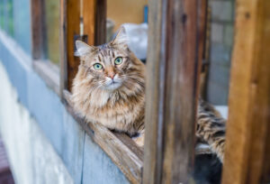 A cat sits at a window