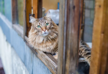 A cat sits at a window