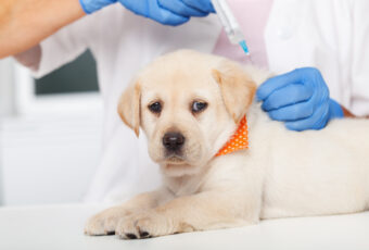A veterinarian is giving a puppy a vaccine.