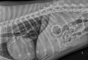 An x-ray of an intact tennis ball in the stomach of a Labrador retriever