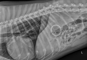 An x-ray of an intact tennis ball in the stomach of a Labrador retriever