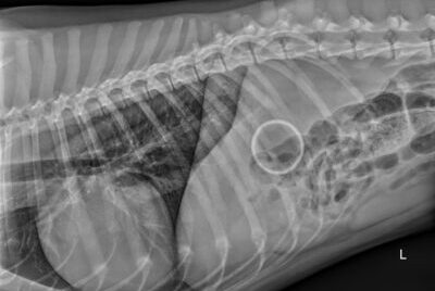 An x-ray of an intact tennis ball in the stomach of a Labrador retriever