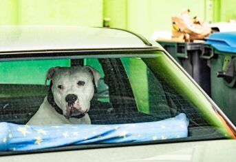 A dog left in a parked car