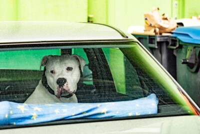 A dog left in a parked car