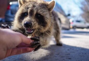 A raccoon holds the finger of a person on the street