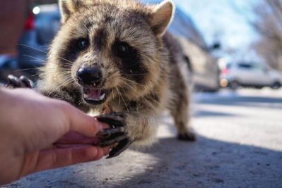 A raccoon holds the finger of a person on the street