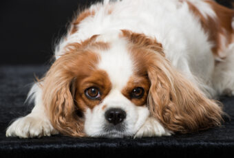 Cavalier King Charles