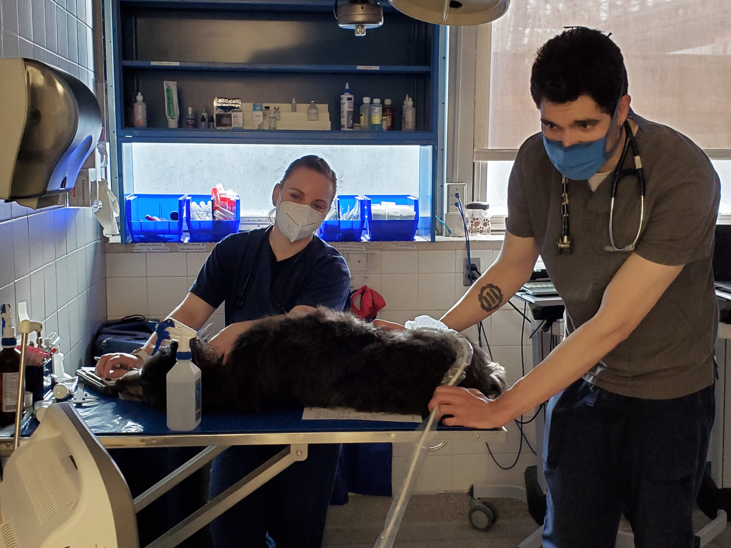 Two masked veterinary professionals treat a dog on an exam table