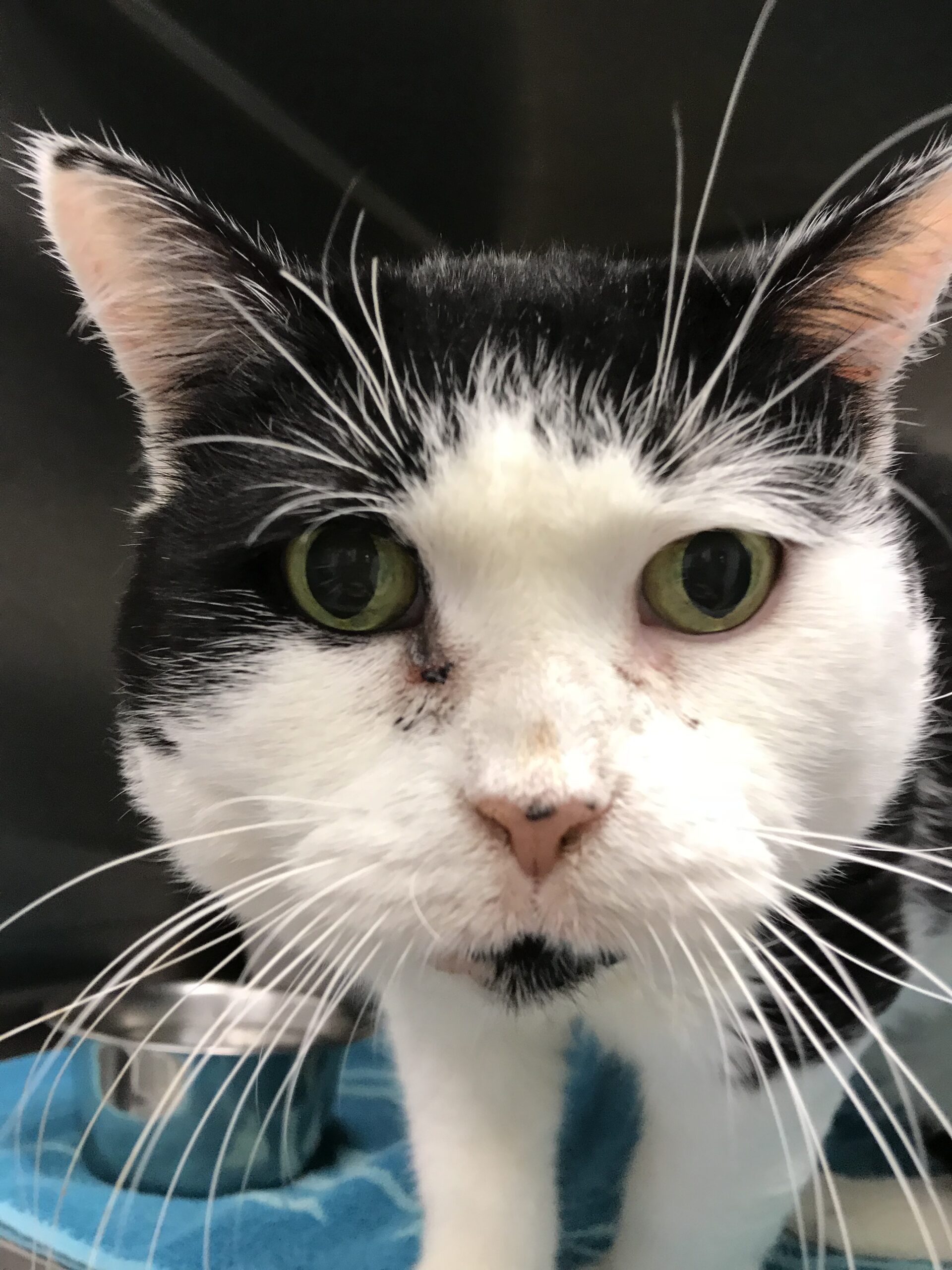 A black and white cat at the Animal Medical Center